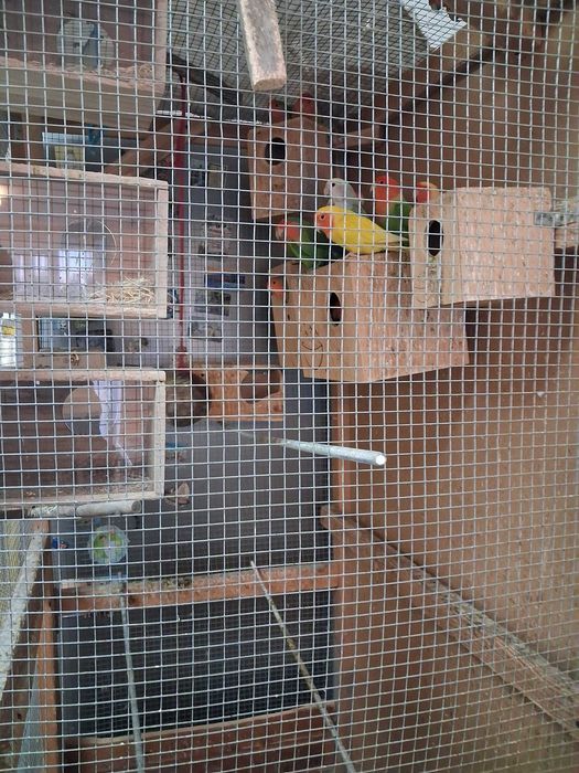 Vand 22 papagali agapornis diferite culori ,voliera ,10 cuiburi