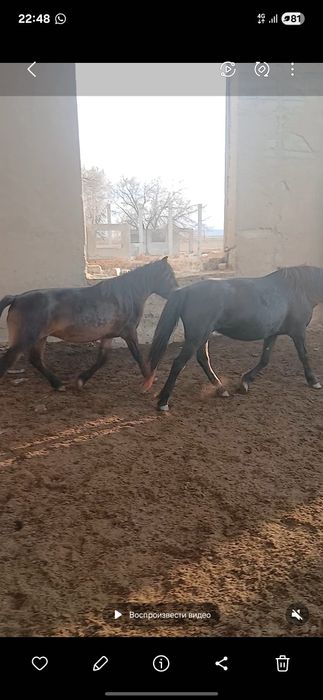 2 бас ту биелер сатылады