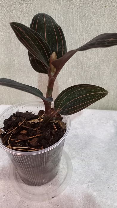 Продам цветок орхидея  Лудизия драгоценная