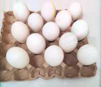 Гусиные яйца на инкубацию утиные яйца на инкубацию
