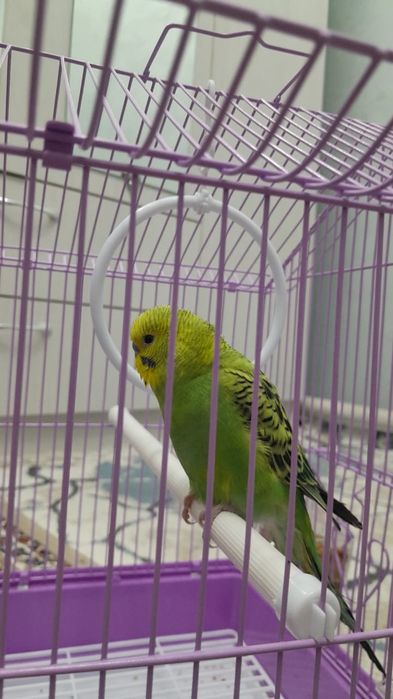 Папугай сөйлиді өте керемет