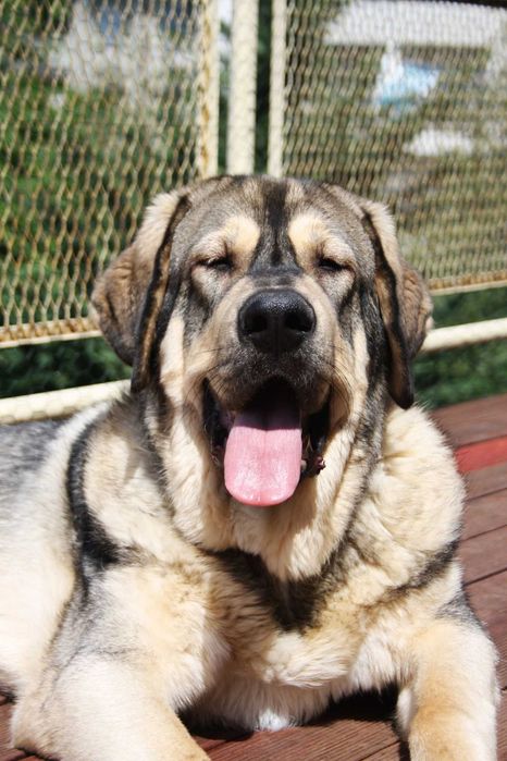 Испански Мастиф с родословие