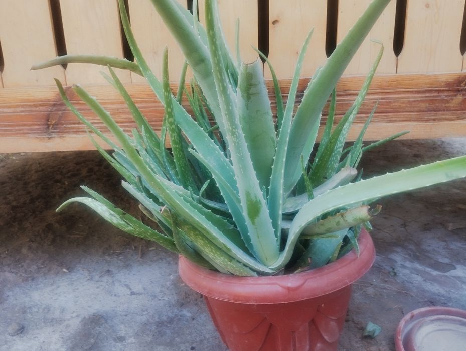 Алое йирик барглари бн