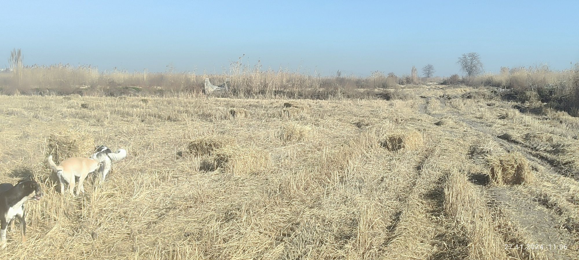 Продаю тюки рисовой соломы.