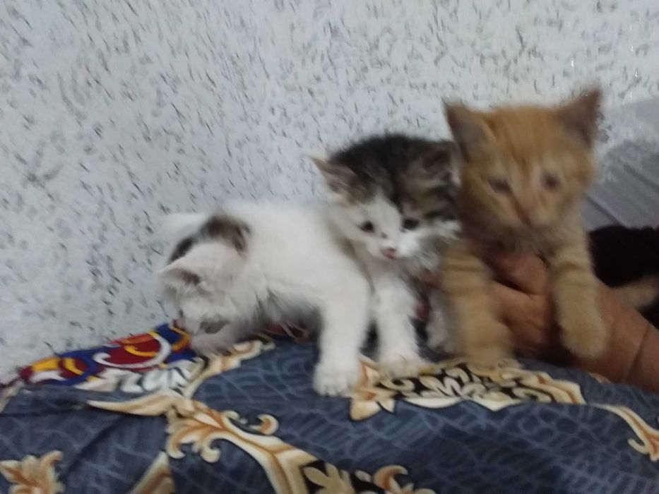 Mushuklar hadya qilinadi