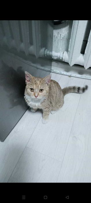 Отдам  в хорошие руки