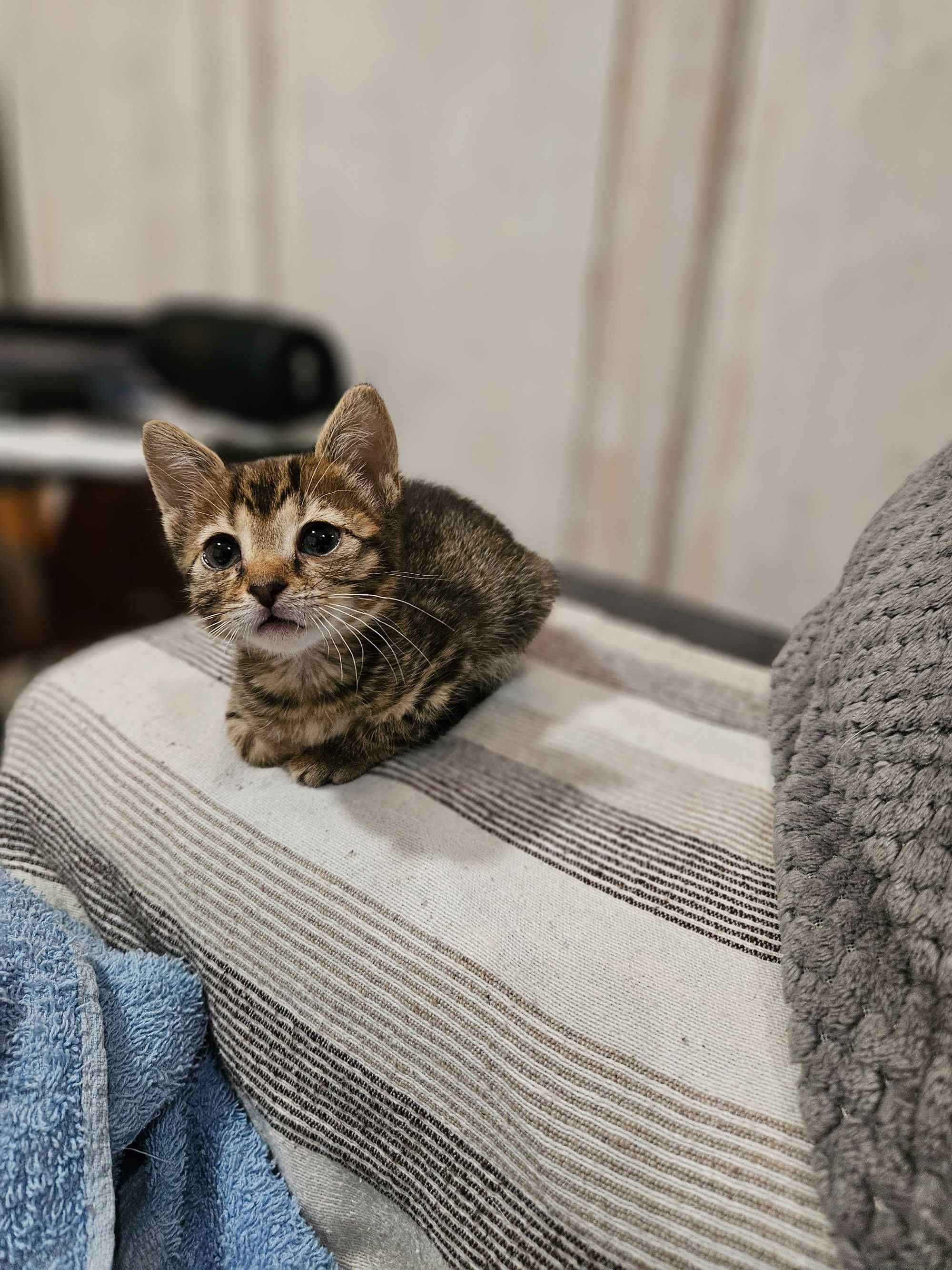 СПЕШНО подарявам малко коте