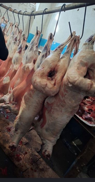 Продам мяса тушами баранина