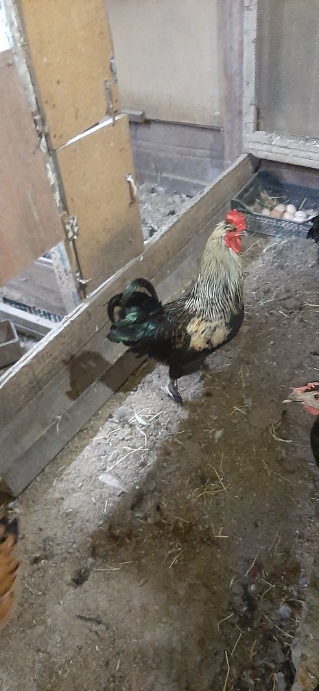 Продаётся петух смесь с брамой