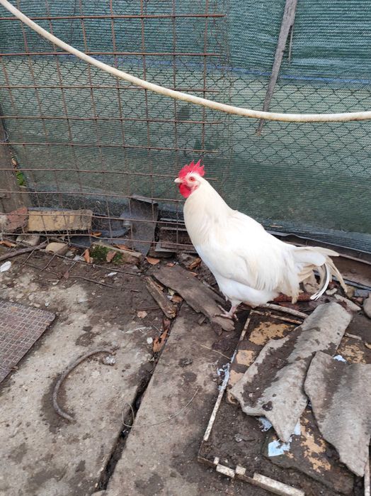 Cocosi și puicuțe disponibile