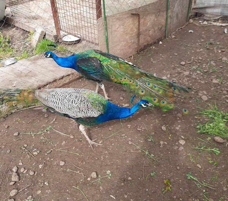 vand pauni maturi si pui