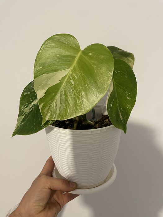 Monstera Albo de vanzare