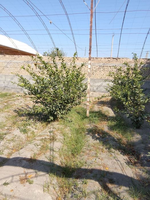 Limon ko'chatlari sotiladi 80 tub bor 4 yillik mir navidan