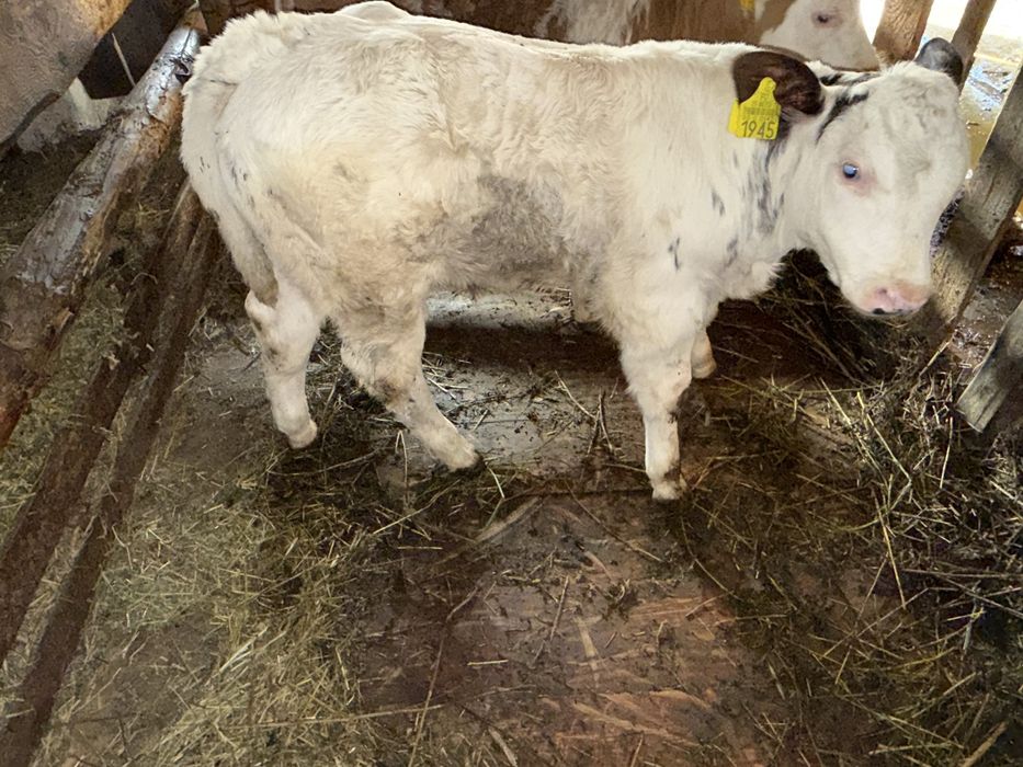 Vand vaca baltata cu vitel albastru