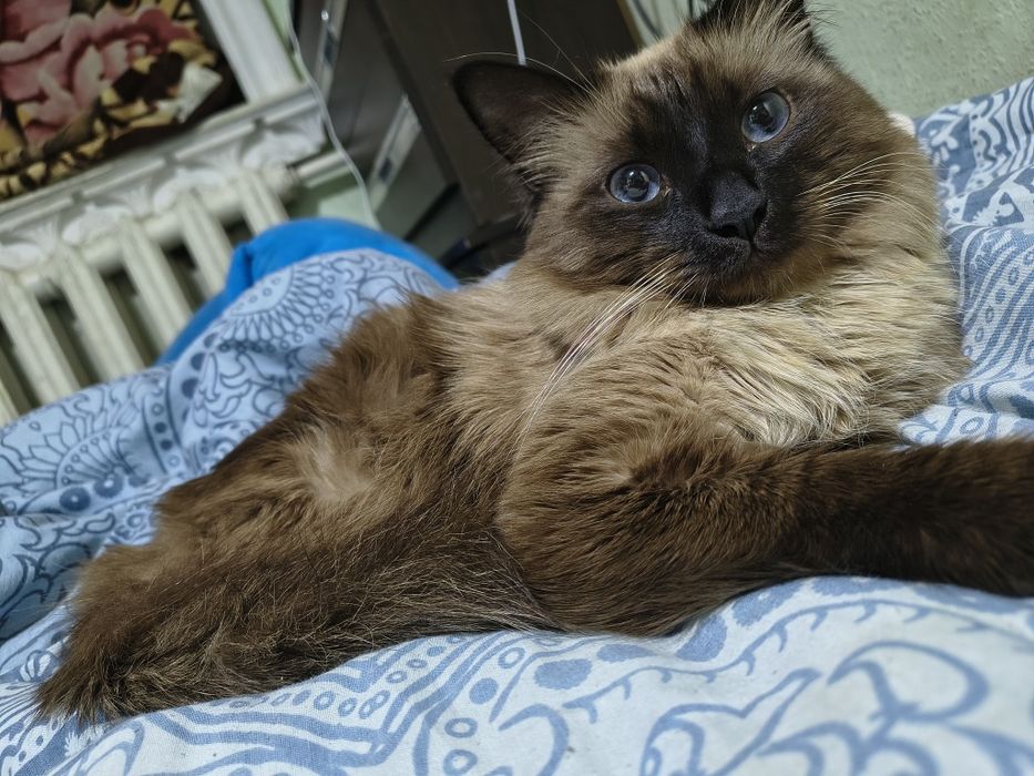 Домашний сиамские кот 1.5 годик