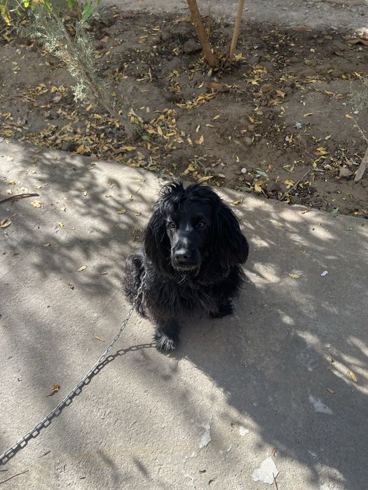 Продаётся собака породы Кокер Спаниель