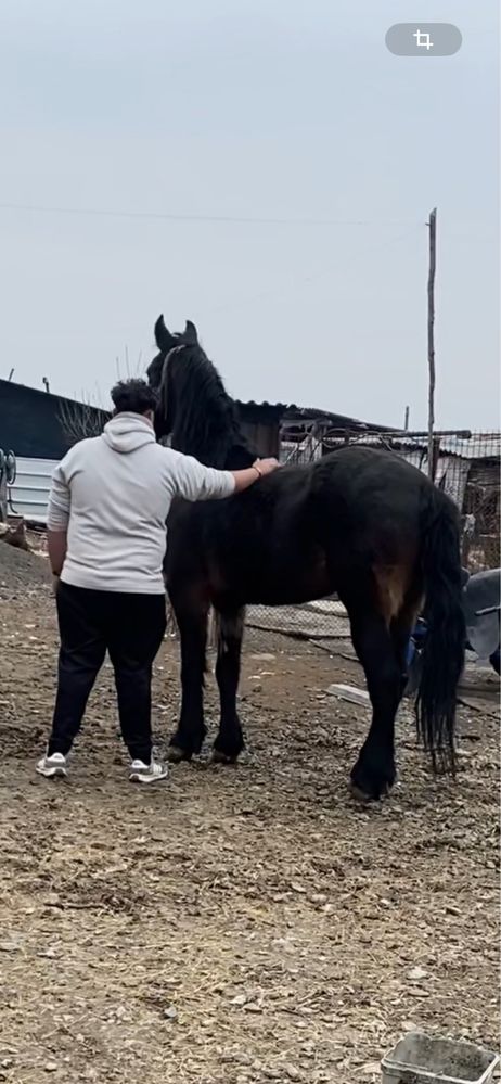 De vânzare iapă metis de frizian
