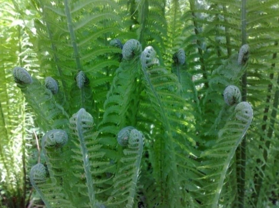 Feriga (Matteuccia Struthiopteris), prefera umbra, rezistenta la ger