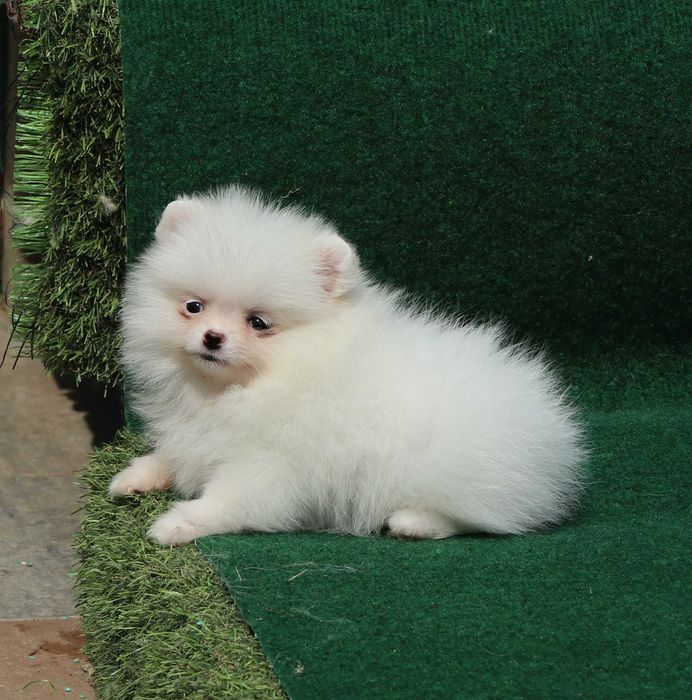 Pomeranian alb cu pedigree FCI