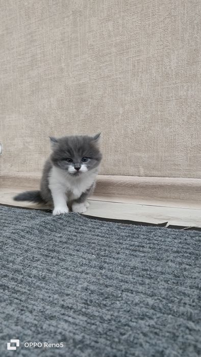Котята девочки ищут дом. Возраст 1 месяц и неделя