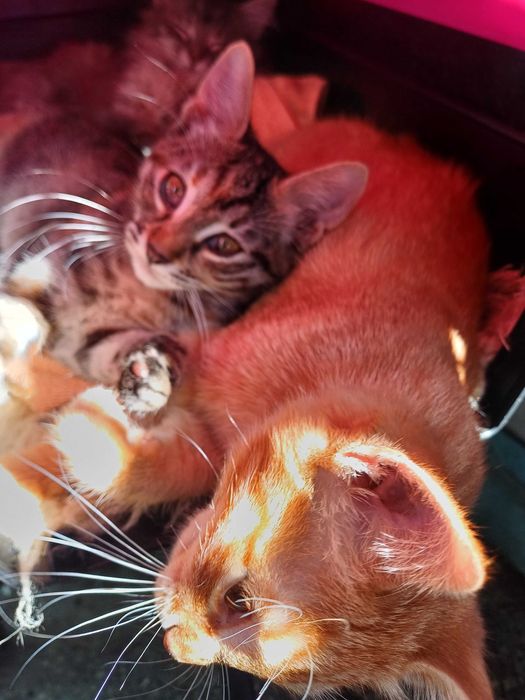 Две котета си търсят дом