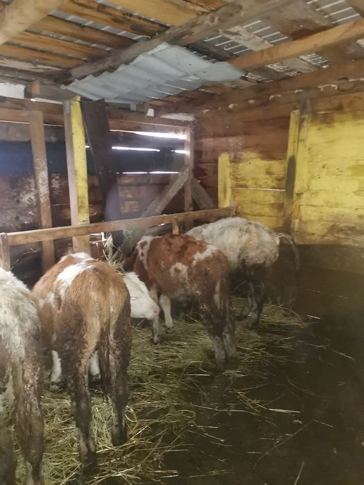 Vand 4 taurasi de rasa