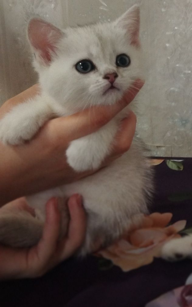 Шотландские котята