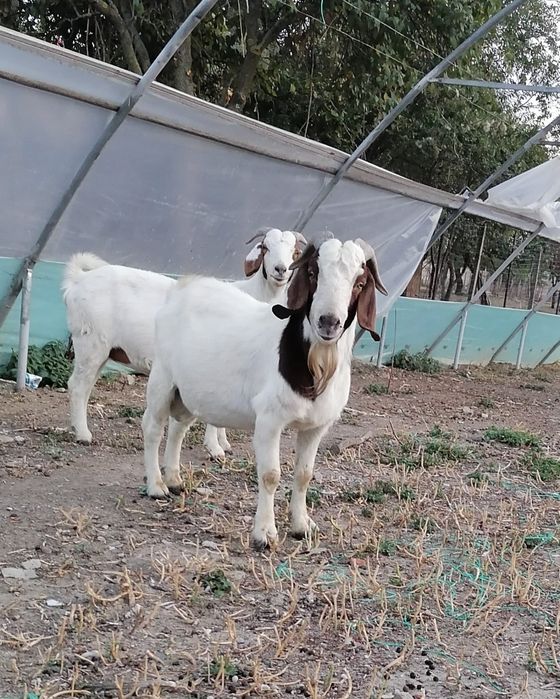 Vând sau schimb tap boier