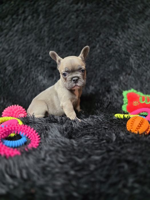 Bulldog francez blue fawn sable
