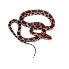 Маисовый полоз ручная змея