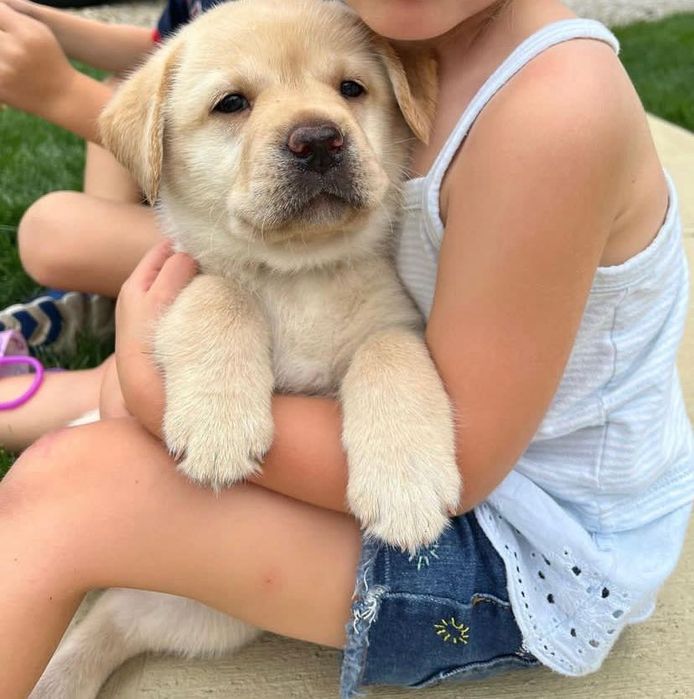 Лабрадорчики роскошные !