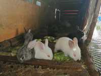 Продам крольчата  2 месяца