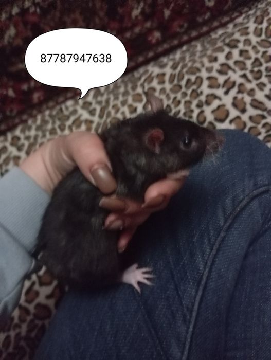 Отдам Крыса декоративная пишите на Ватсап.