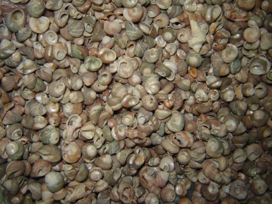 Малки разноцветни раковинки