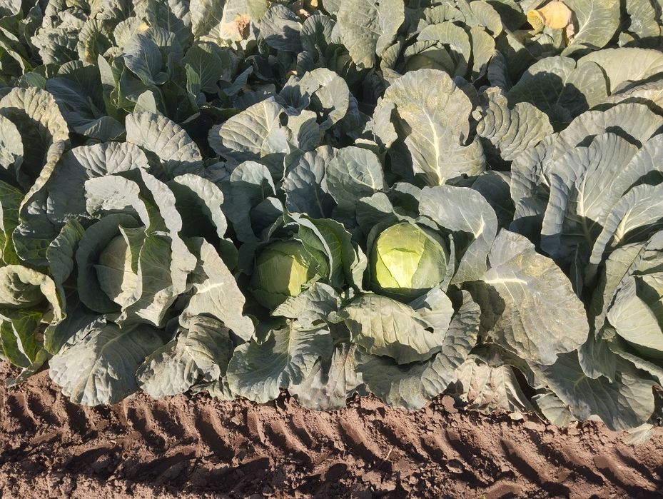 Продавам Зеле-ЕРГЕНСКО.