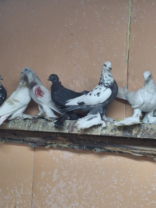 Голуби игра гребля тяга