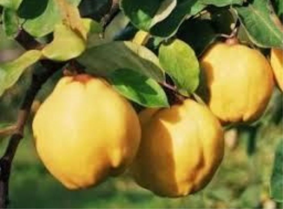 Gutui marii aurii
