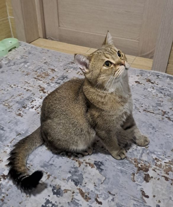 Aqilliy va toza mushuk