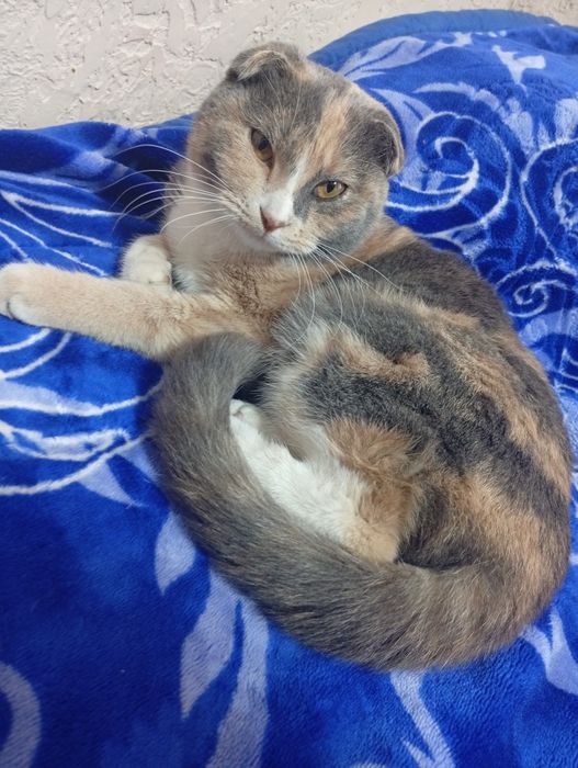 Отдаю Бесплатно Сергели