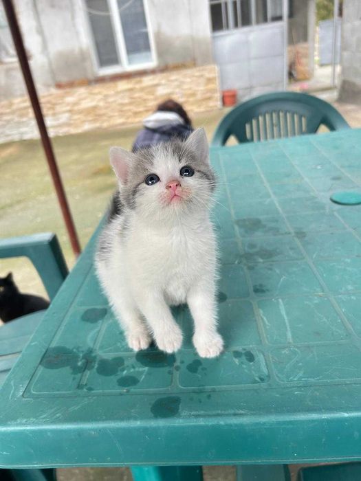 Подарявам котенца