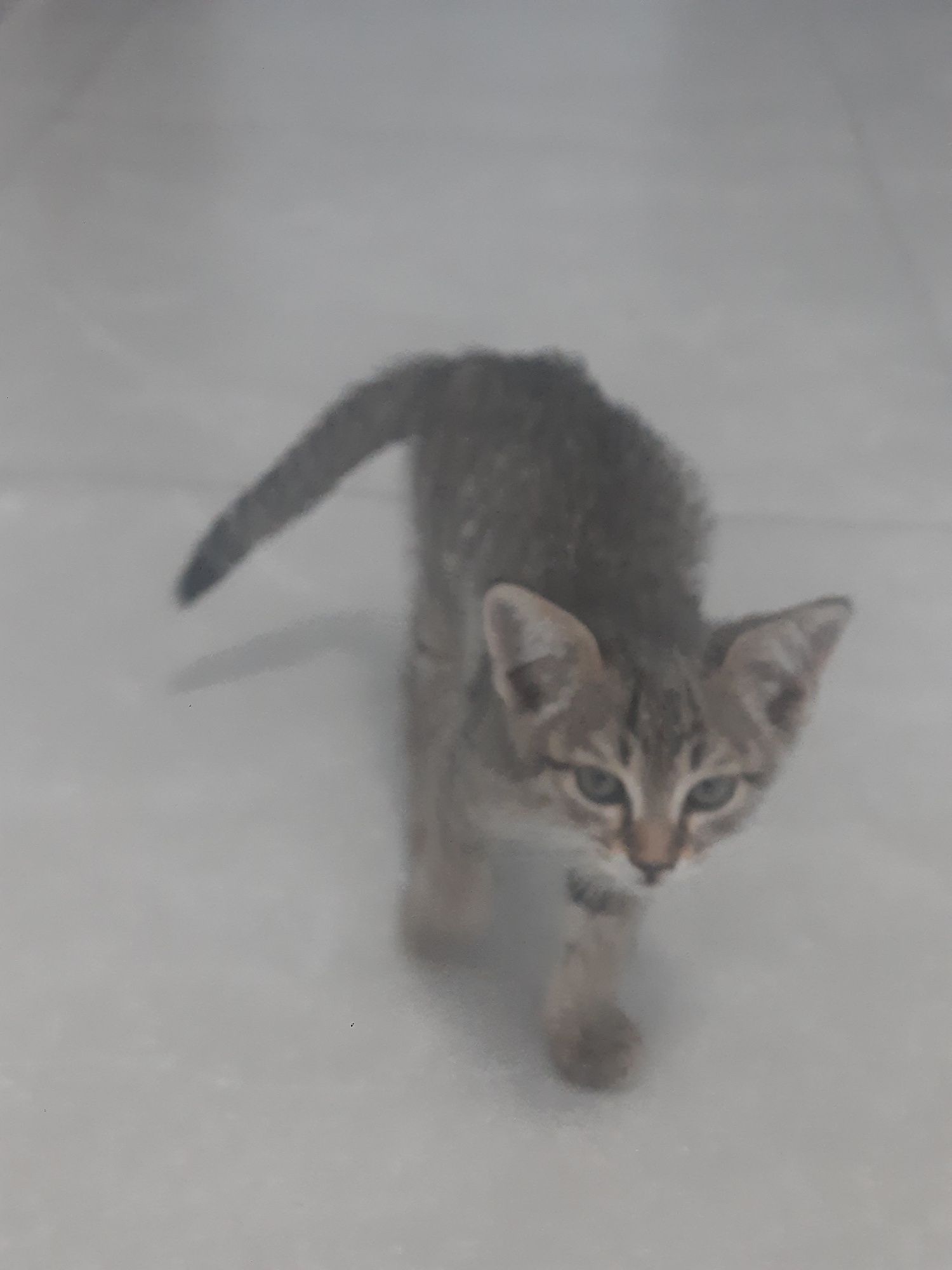 Котенок отдам бесплатно. Хорошую руку.