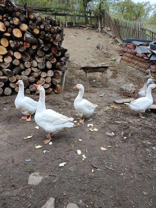 Vînd gâște sau schimb cu puicuțe mixte