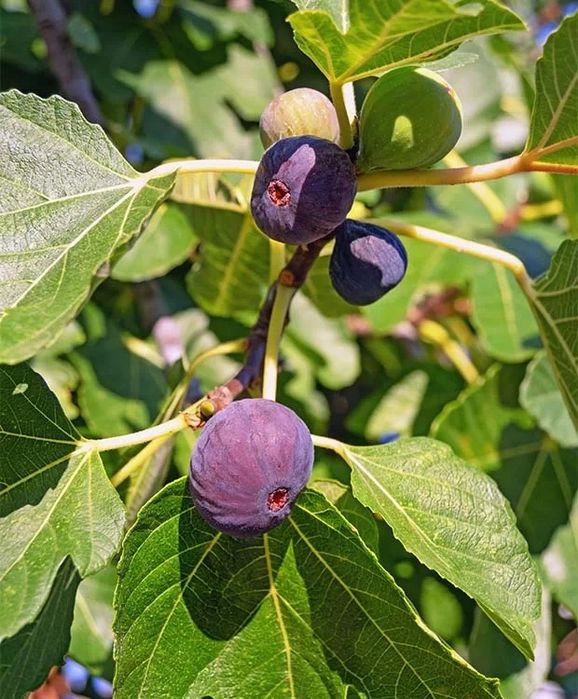 Pomi Fructiferi (Soiuri De Smochini)