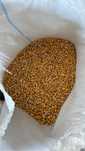 Cereale porumb de vanzare