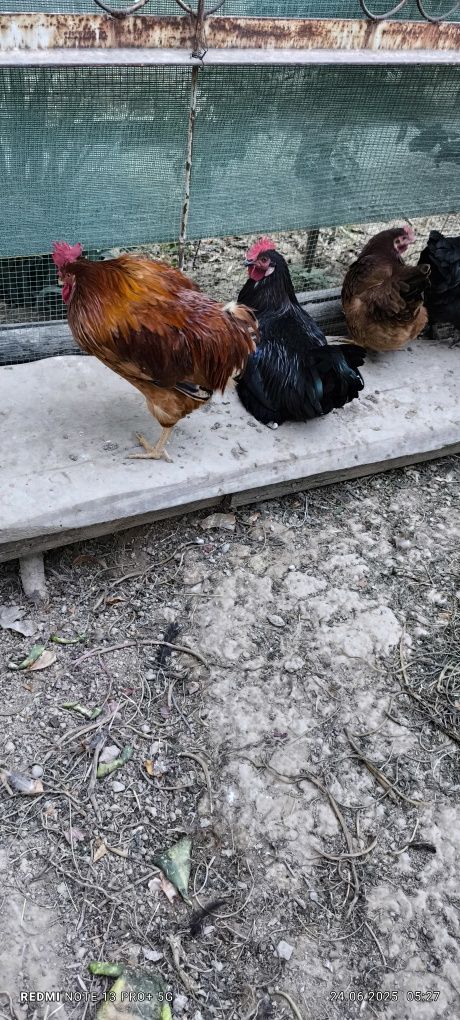Срочно продаются петухи