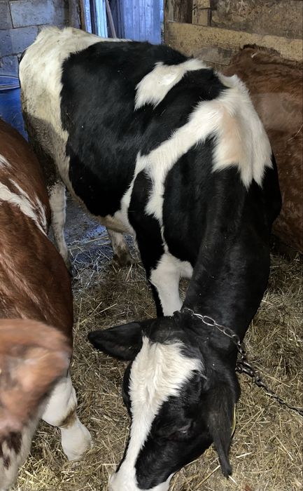 Vand vitea de 1 an si 3 luni