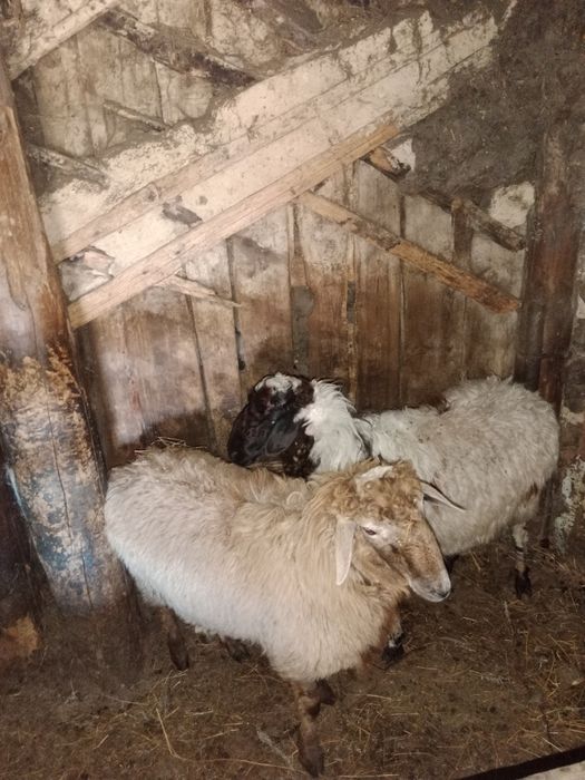 Продам тоқтылар, кошкары