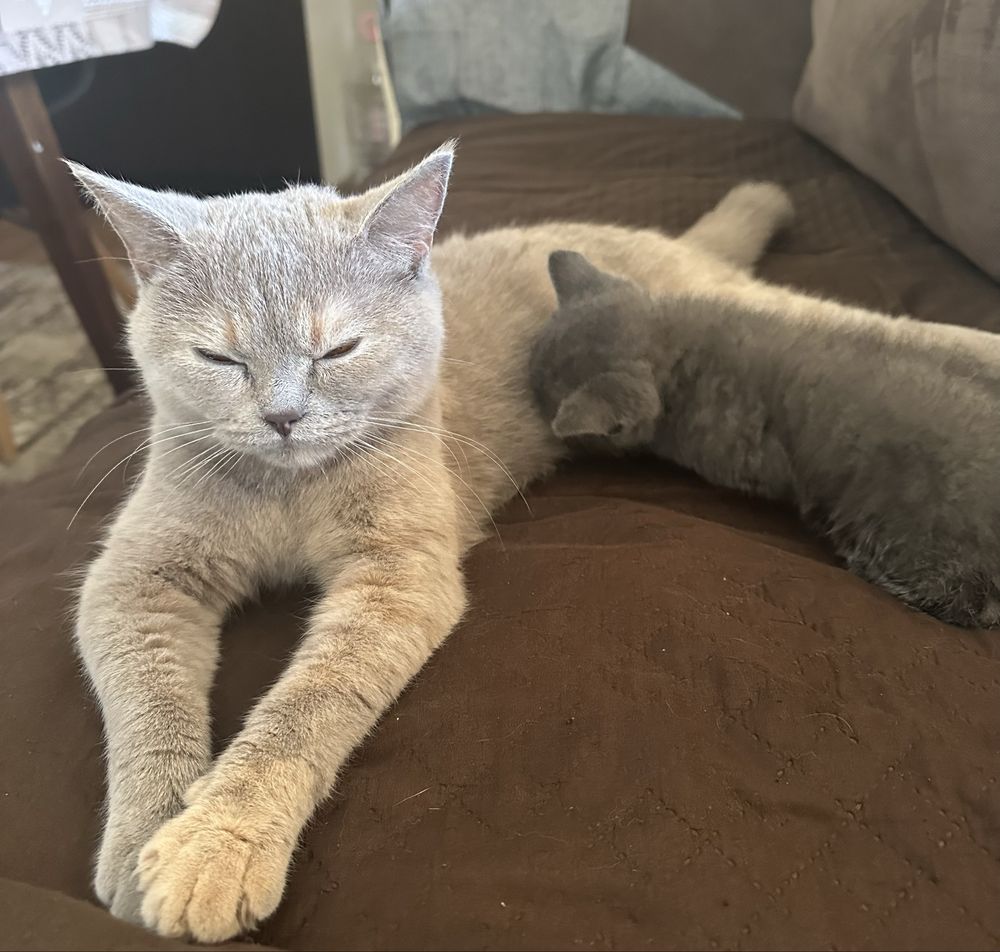 Британски котенца