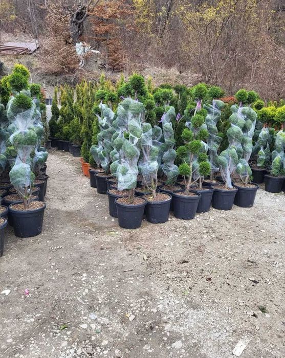 Plante ornamentale de calitate pentru amenajări deosebite