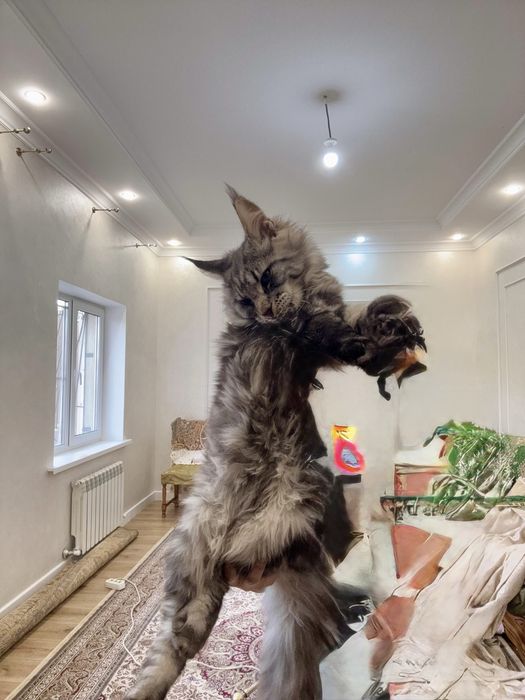 Котенок Мейн-кун